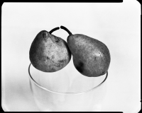 Pair of pears / Körte pár